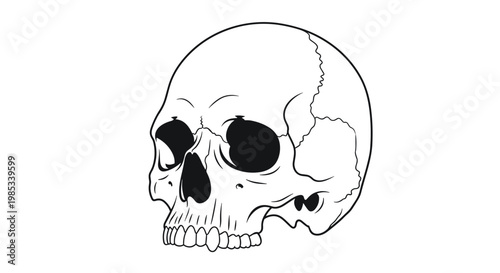 Detailed anatomical drawing of a human skull is presented in a clear black and white line art style, showcasing the intricate bones and structure.