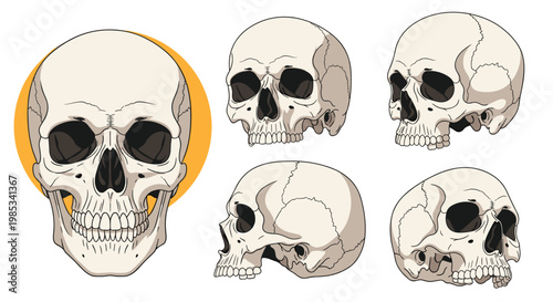 Collection of human skulls shown from five different perspectives including front side and three quarter views for medical or art study.