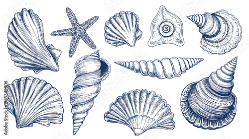 Collection of Diverse Seashells and Starfish Illustrations.