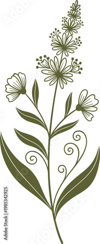 Elegant botanical illustration of a flowering plant with delicate leaves and swirls