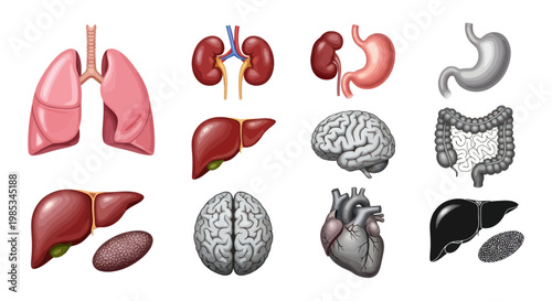Human Anatomy Organs Collection - Lungs, Kidneys, Stomach, Brain, Liver, Heart, Intestines