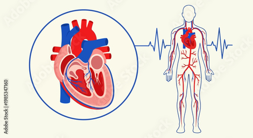 Human heart anatomy cross section and circulatory system diagram with pulse heartbeat line medical illustration