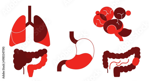 Modern human organ illustration set including brain lungs stomach and intestines for healthcare design