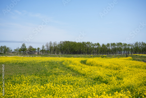 一面の菜の花畑 春の風景 一面黄色の花畑 A field of blooming rapeseed flowers in spring