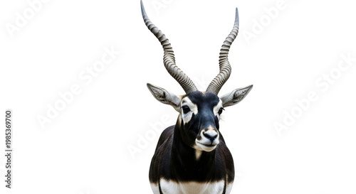 Blackbuck antelope with spiral horns, majestic male Indian antelope portrait, wild buck with black and white facial markings, exotic wildlife photography isolated PNG with Transparent Background