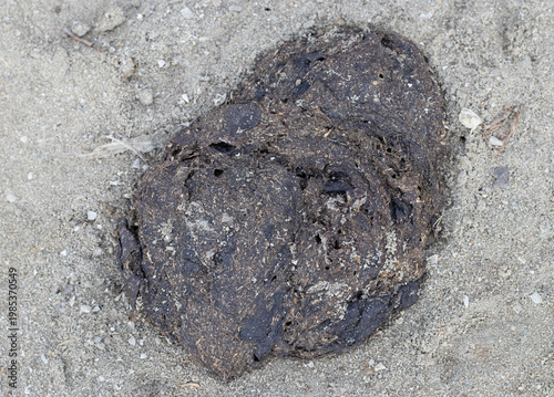 Cow dung in a beech sand field during the sunny hours