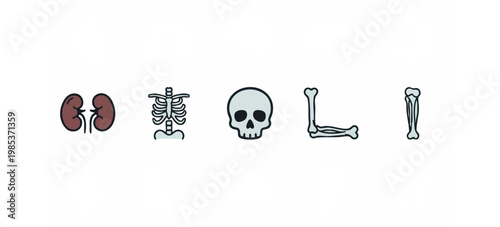 Skeletal System and Skull Icons