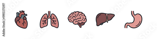 Human Organs Icons