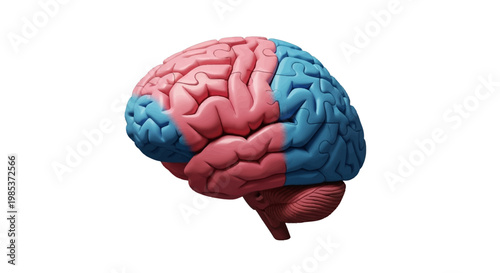 Anatomical Brain Illustration with Pink and Blue Sections on White