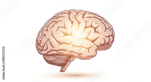 Anatomical Illustration of Human Brain with Highlighted Area