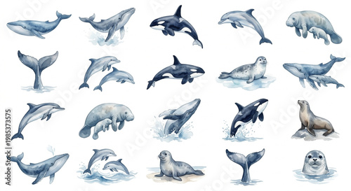 Marine Mammals Whale and Dolphin Watercolor Vector