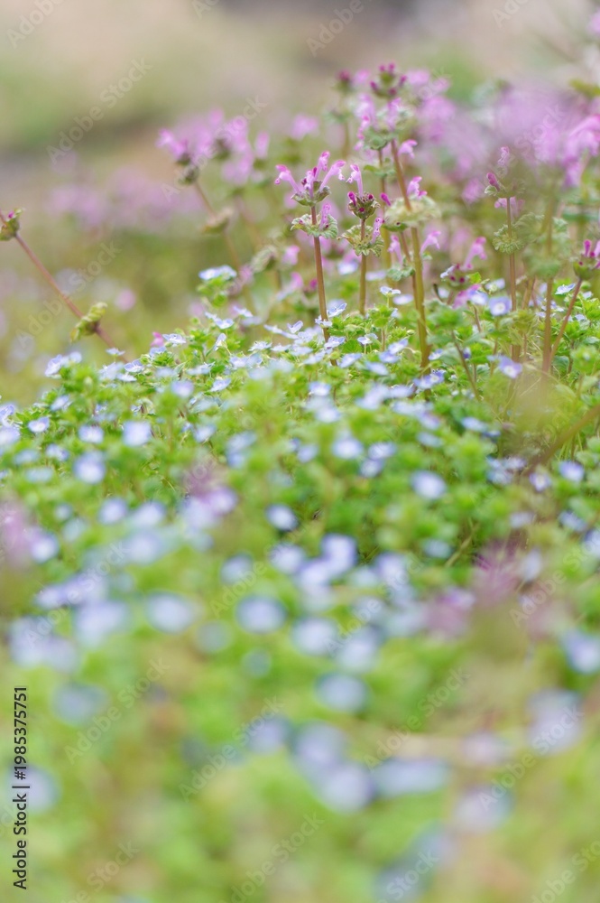 Obraz premium pink flowers in the forest