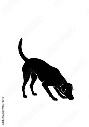 Silhouette of a sniffing dog searching for something.