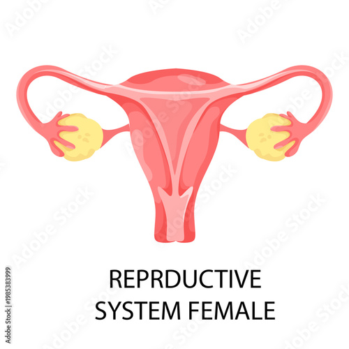 Human female reproductive organ shown in flat style on white background as a medical concept. Vector illustration