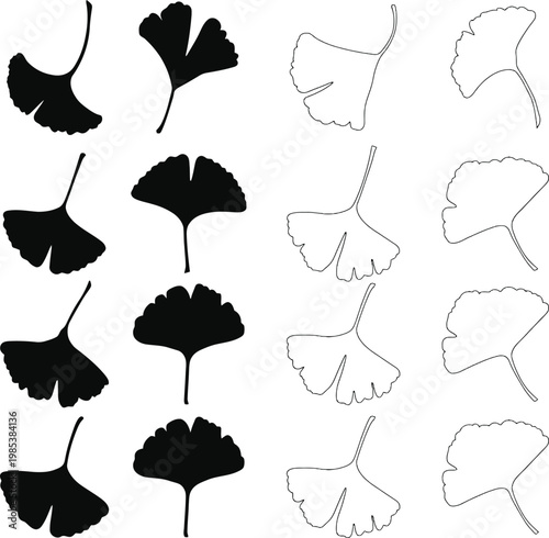 Ginkgo biloba leaves a botanical study in black and white