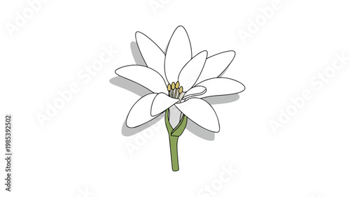 Illustration of a white flower with a green stem against a clean white background.