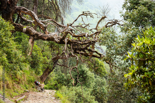 Photography A serene forest path with a majestic tree near Madmaheshwar temple, Uttarakhand,