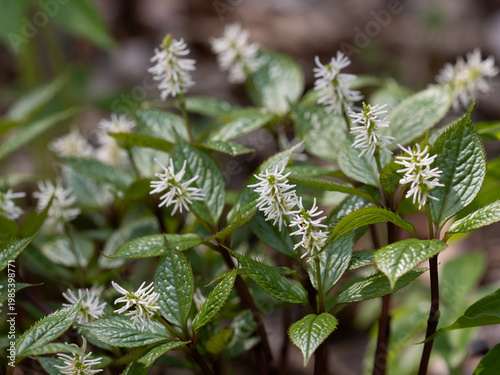 白いブラシ状の花を咲かせるヒトリシズカ
