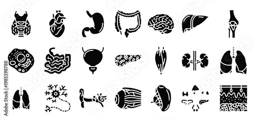 human internal organ anatomy icons set vector
