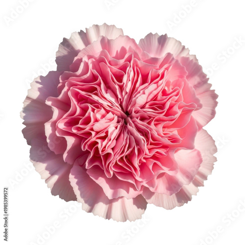Pink carnation flower isolated on transparent background
