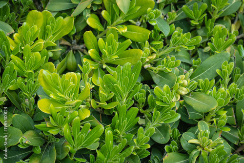 Park plants. Green leafy shrubs. Pittosporum Tobira Nana. 