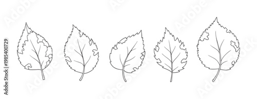 Five outline of damaged birch leaves with serrated edges leaf
