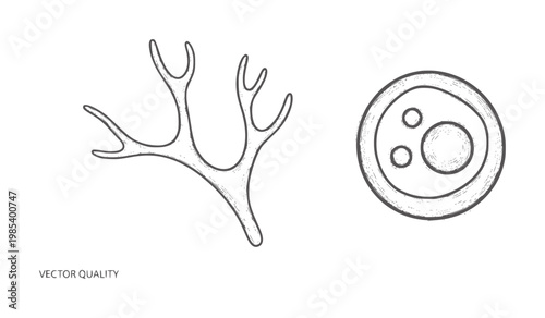 Hand drawn antler and petri dish with cells biology