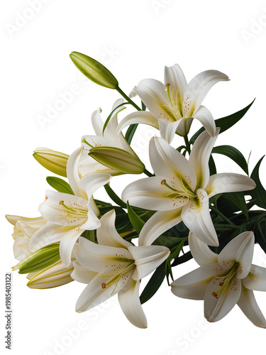 Elegant white lily flowers with green stems against transparent background