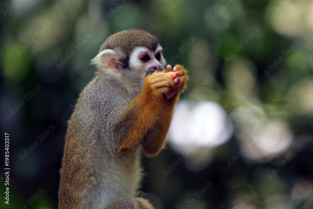 Obraz premium This image shows a squirrel monkey, a small New World primate belonging to the genus Saimiri. 