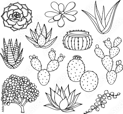 Succulent plants vector collection featuring various hand drawn botanical cactus species isolated on white background for creative graphic design projects and floral coloring page patterns