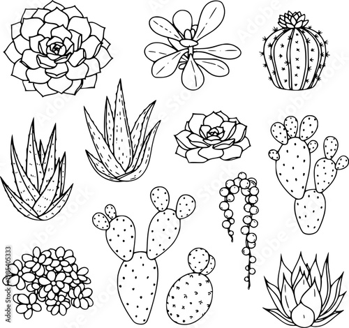 Cactus succulent collection vector illustration featuring various desert plant species with hand drawn black outlines isolated on white background for decorative graphic design projects