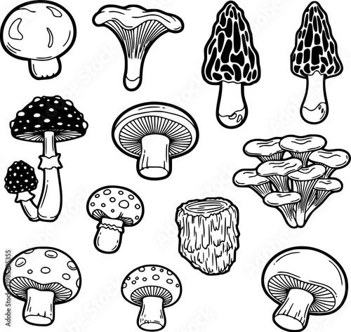 Mushroom collection vector illustration set featuring various edible and poisonous fungi species isolated on a white background for food design and botanical educational graphic projects