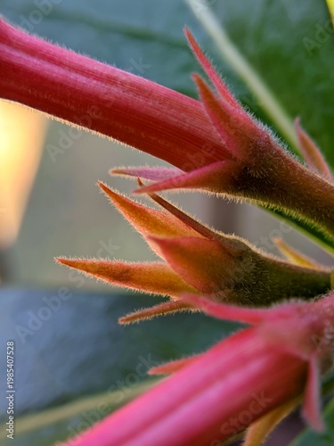 Detailed macro of Adenium flower buds and calyx with natural sunlight and fine hairs texture