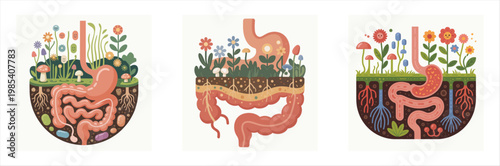 gut health digestion microbiome stomach bacteria medical illustration