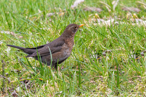  Kos (Turdus merula). Samica.