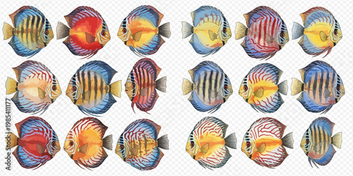 Collection of colorful discus fish with various patterns and vibrant hues, isolated on a white background.