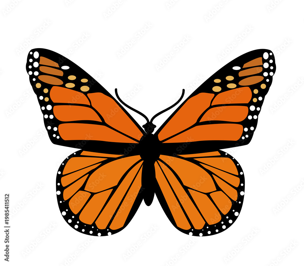 Fototapeta premium Butterfly. Vector illustration design