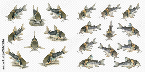 Set of armored catfish, Corydoras paleatus, in various poses on a transparent background.