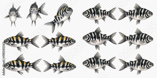 Set of black and white striped fish with various views and angles, isolated on a transparent background.