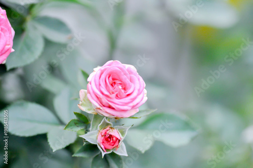 pink rose or Garden roses , zaide rose or William Christie Rose or Mary Rose or Rosa damascena Mill or Rose or Damask rose or Rosaceae or pink flower