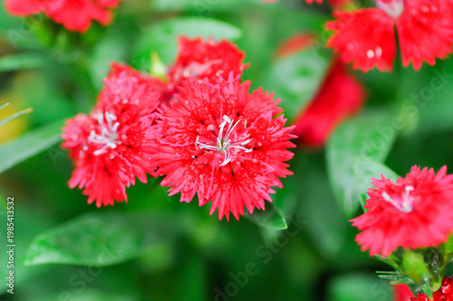 Dianthus chinensis or Caryophyllaceae or Dianthus chinensis L or red flower