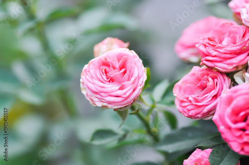 pink rose or Garden roses , zaide rose or William Christie Rose or Mary Rose or Rosa damascena Mill or Rose or Damask rose or Rosaceae or pink flower