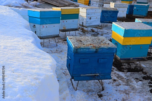 A Russian beekeeping apiary, hives with bees between large snowdrifts