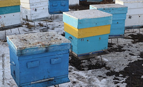 A Russian beekeeping apiary, hives with bees between large snowdrifts