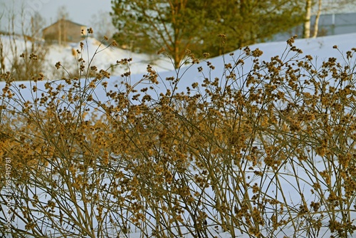 Winter landscape of dried burdock thickets, Árctium
