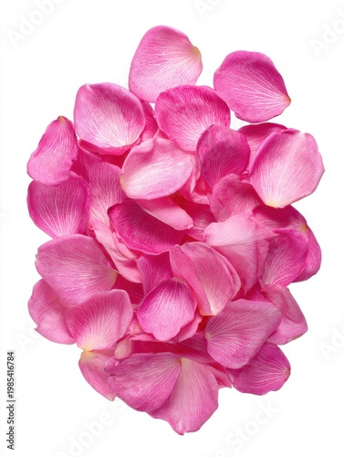 Pile Of Pink Rose Petals With White Veins Isolated On White Background Studio Shot