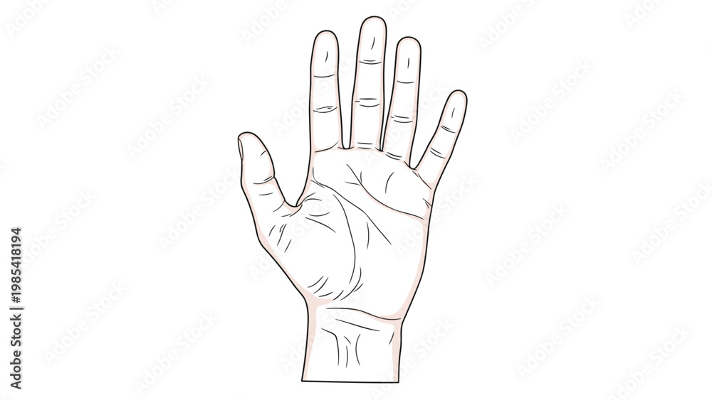 Fototapeta premium Detailed line drawing of a human palm showing the main palm lines and fingers against a white background for palmistry and anatomy.
