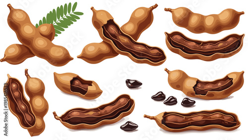 Realistic illustrations of tamarind fruit pods in various states from whole to open showing dark pulp and shiny seeds.