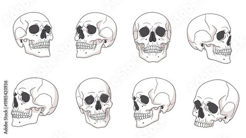 Human skull anatomy collection showing various perspectives of the cranium and jaw for scientific study and education.