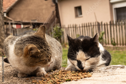 Two domestic cats side by side eating food on ground, detailed fur textures visible, warm outdoor environment with shallow depth of field and relaxed natural atmosphere.